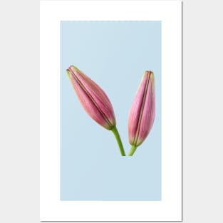 Lilium  &#39;Rosella&#39;s Dream&#39;  Asiatic lily  Flower bud Posters and Art